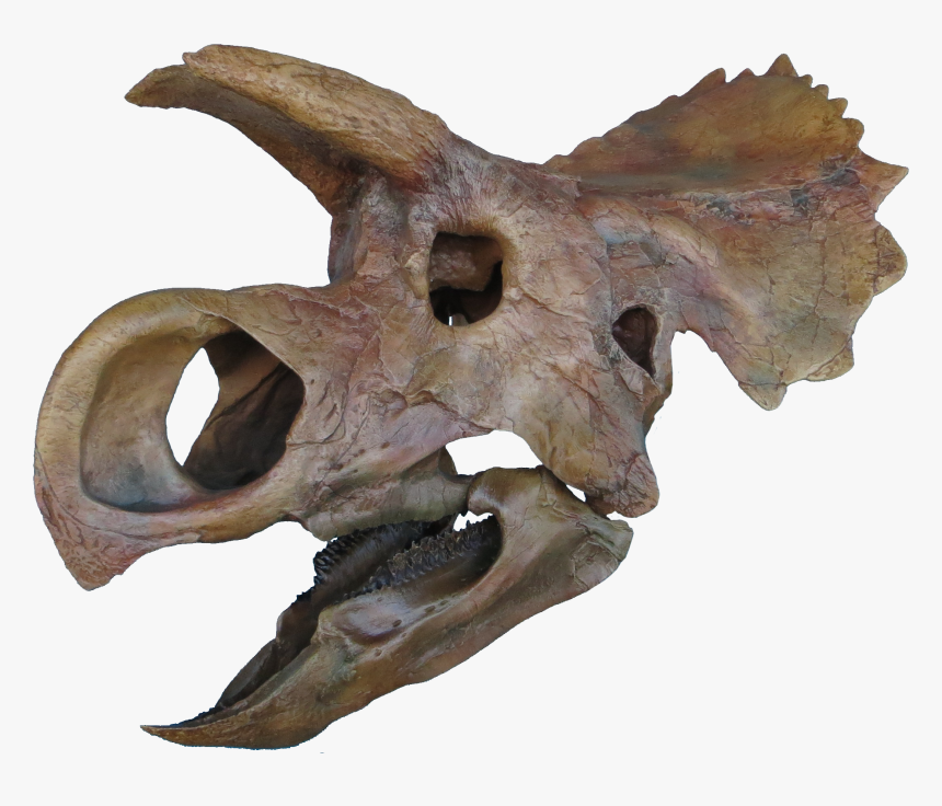 Ava Skull Done Clean Copy - Ava Dinosaur, HD Png Download