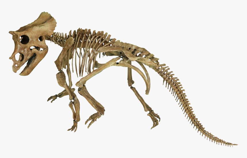 Tyrannosaurus, HD Png Download