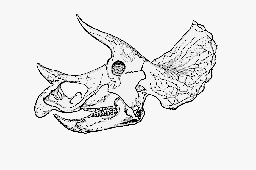 Triceratops Prorsus Old Skull004 - Triceratops Skull Line Drawing, HD Png Download