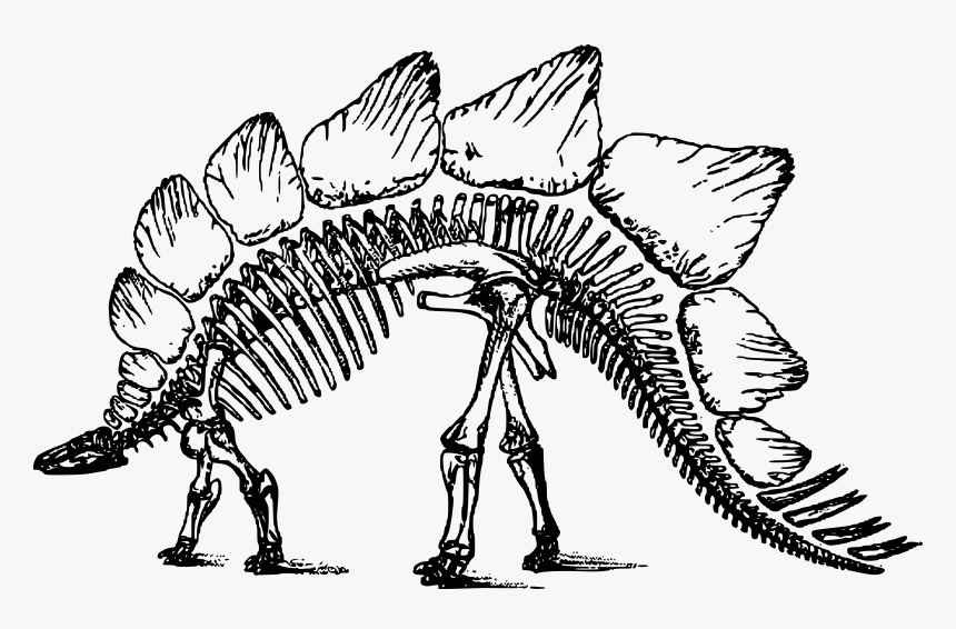 Transparent Spinosaurus Png - Clipart Dinosaur Skeleton, Png Download