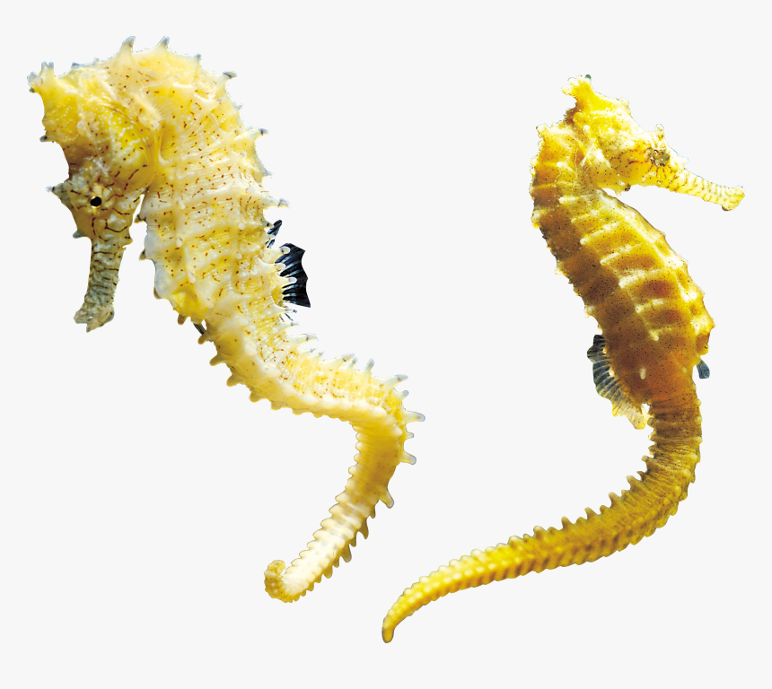Seahorse Png - Seahorse Transparent Background, Png Download