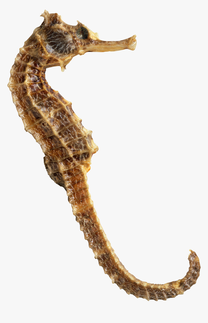 Seahorse Png, Transparent Png