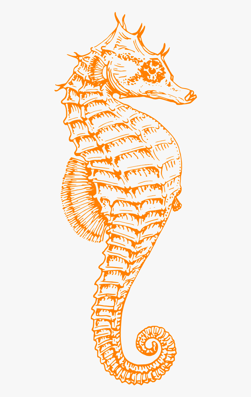 Black And White Seahorse, HD Png Download