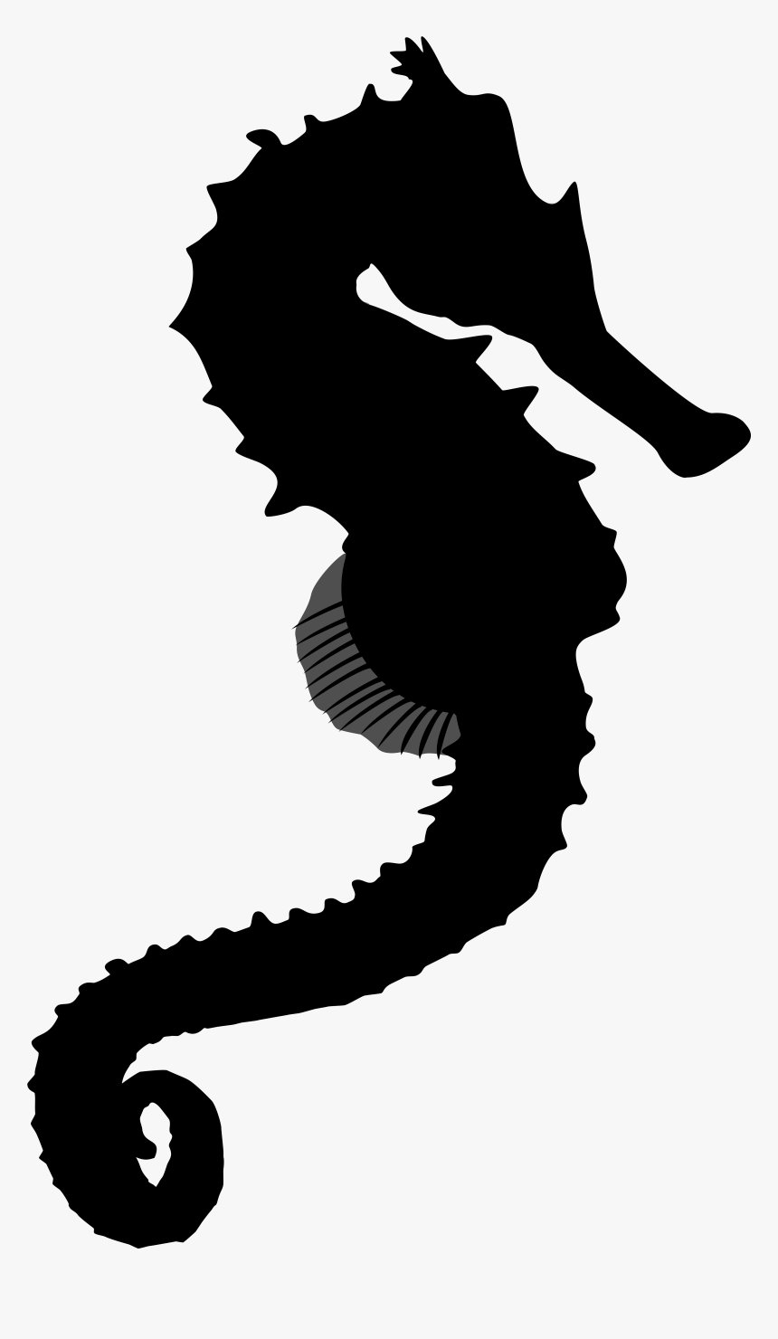 Seahorse Black & White - Illustration, HD Png Download