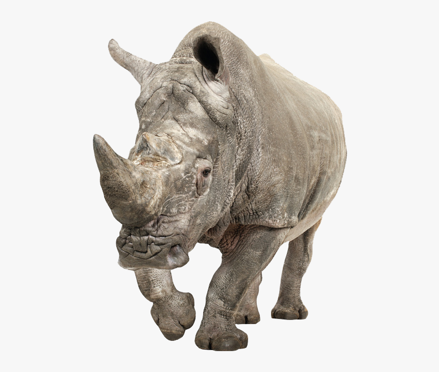 Rhino Png, Transparent Png