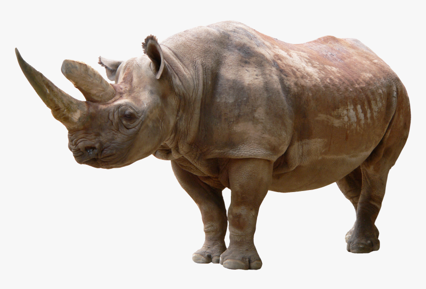 Download For Free Rhino Transparent Png File - Png Rhino, Png Download