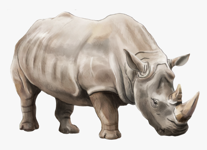 Rhino Png, Transparent Png