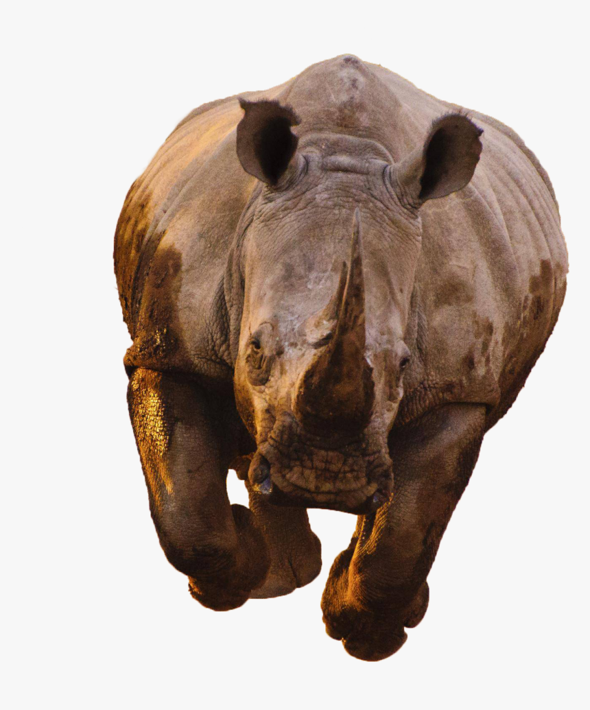 Rhino Transparent Image - Kaziranga National Park Resort, HD Png Download