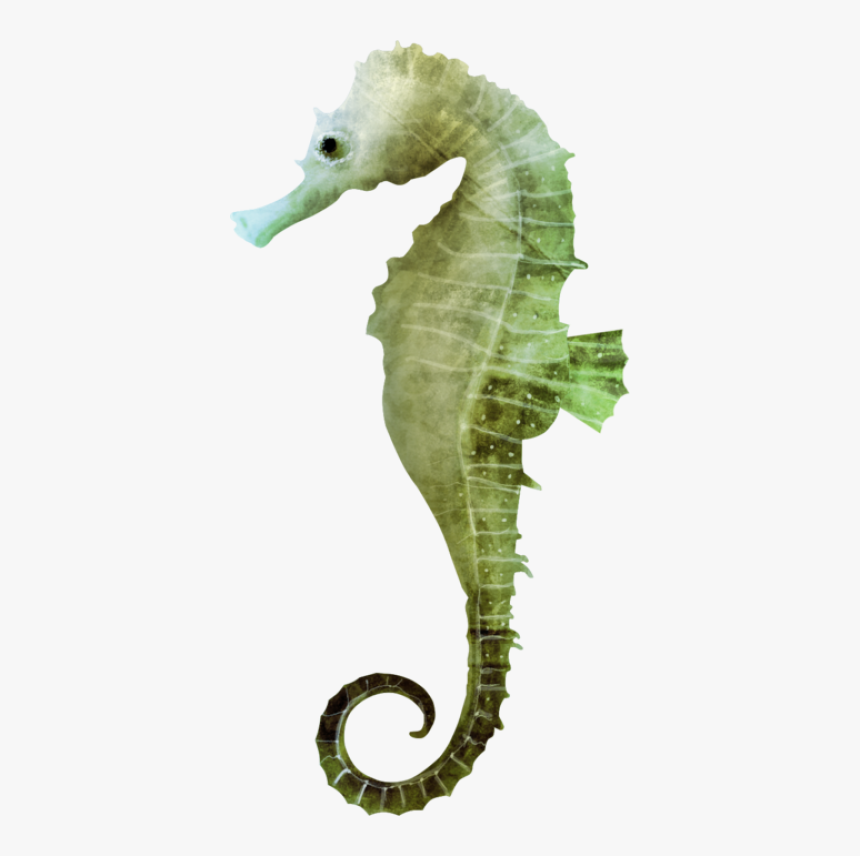 Transparent Sea Horse Png - Seahorse Png, Png Download