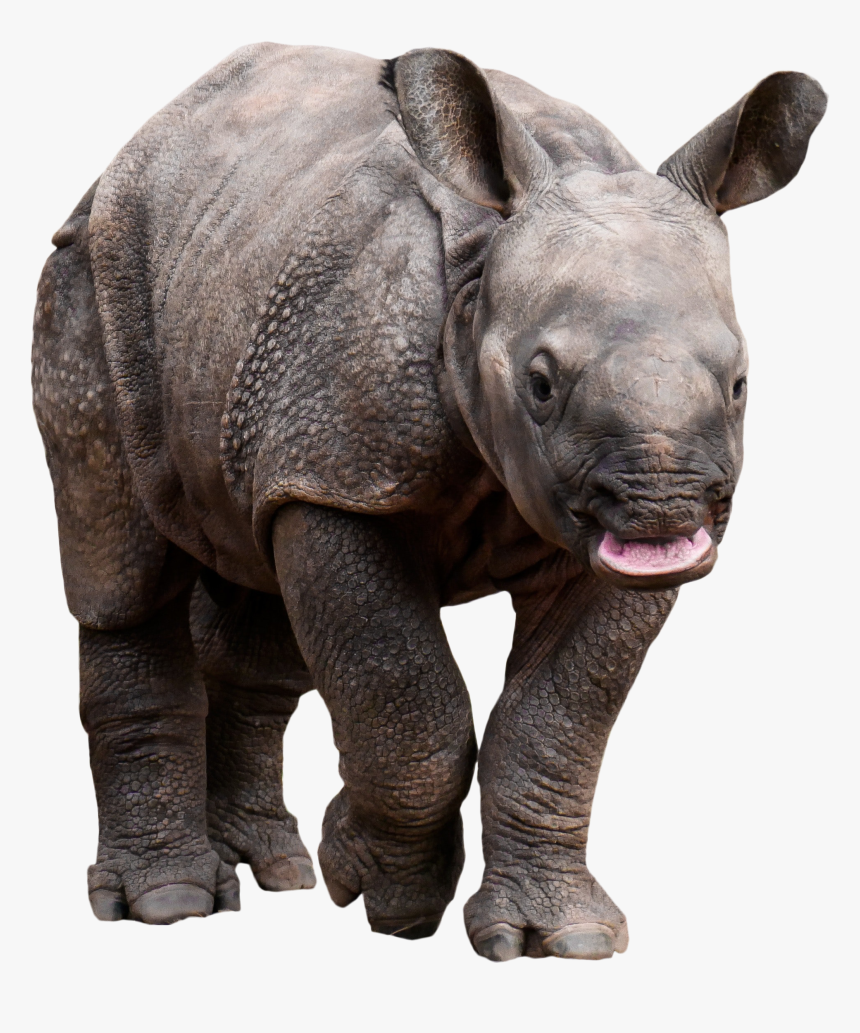 Retarded Rhino Png Image - Rhino Transparent, Png Download