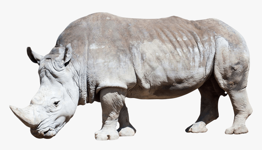 Dirty Grey Rhino - White Rhino Transparent Background, HD Png Download