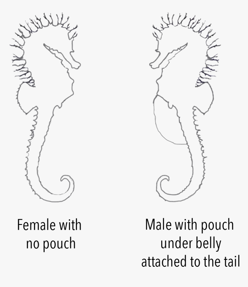 Sex Seahorse Chart - Line Art, HD Png Download