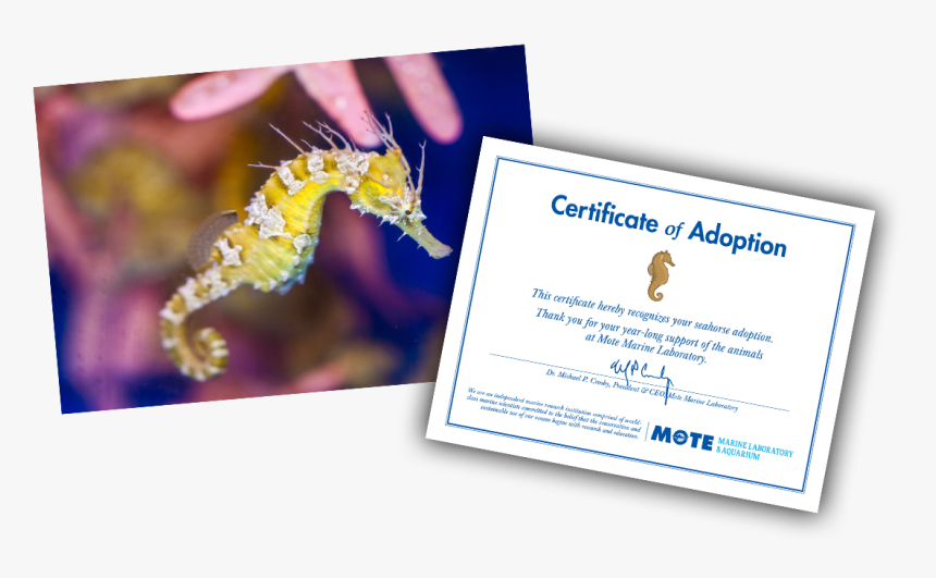 Items Included In E-pal Package - Northern Seahorse, HD Png Download