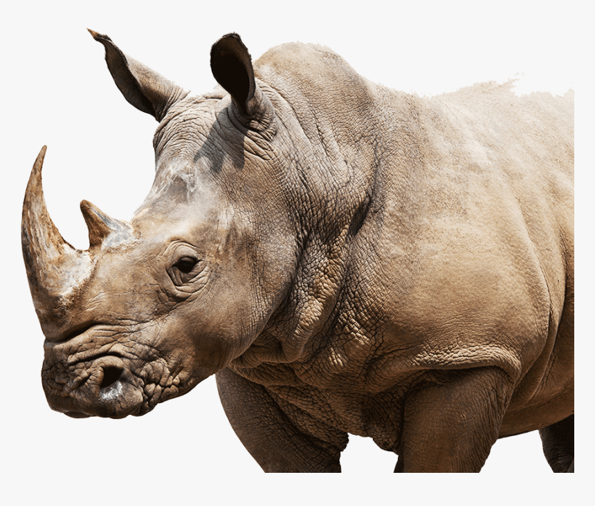 Rhino On Weight Scale Cartoon, HD Png Download