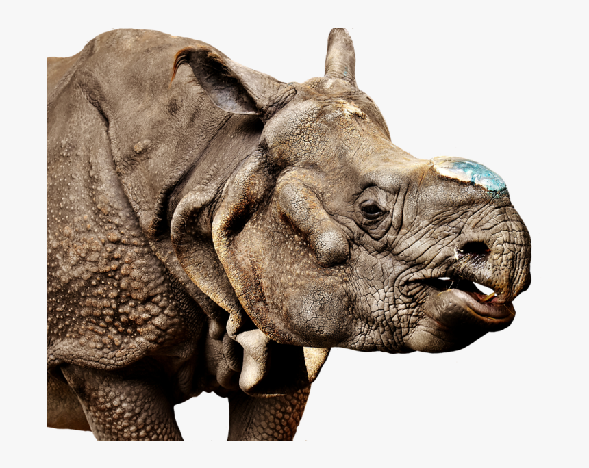 Rhino Transparent Background - Rhinoceros, HD Png Download