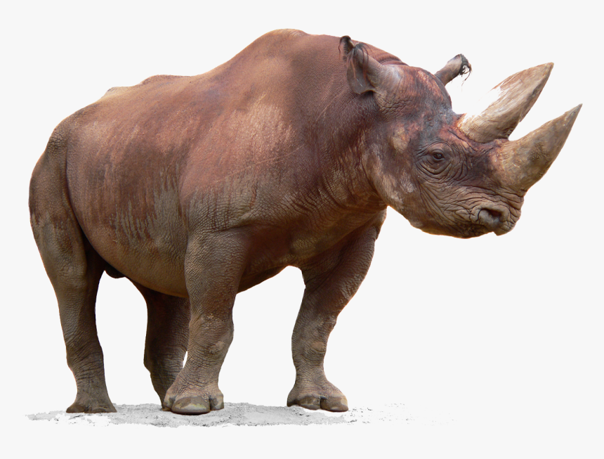 Rhino Png Free Download - Rhinoceros, Transparent Png