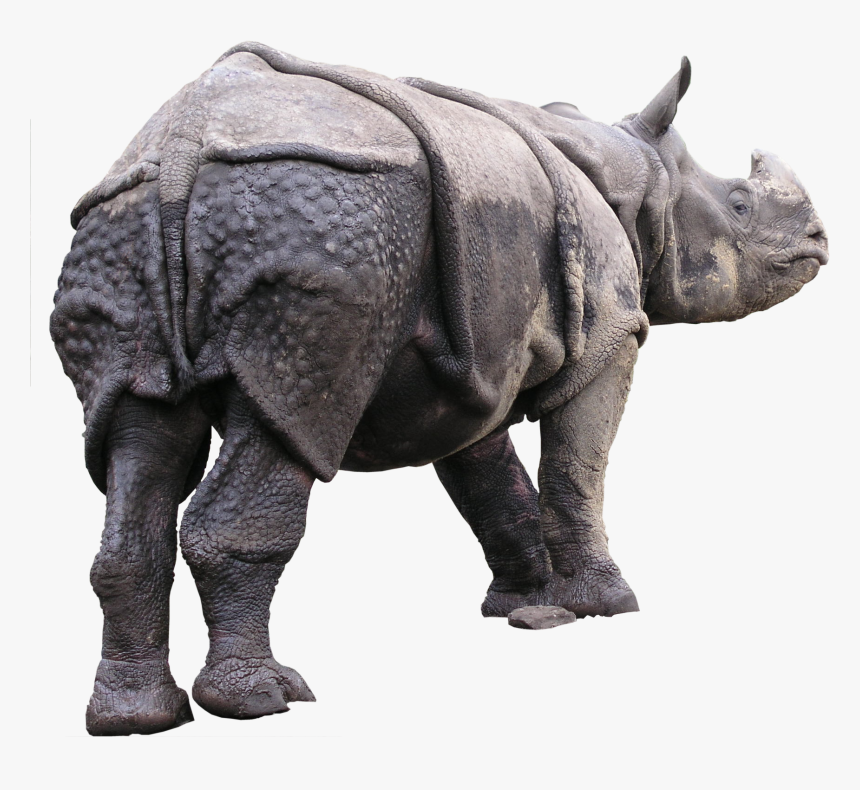 Indian Rhinoceros, HD Png Download