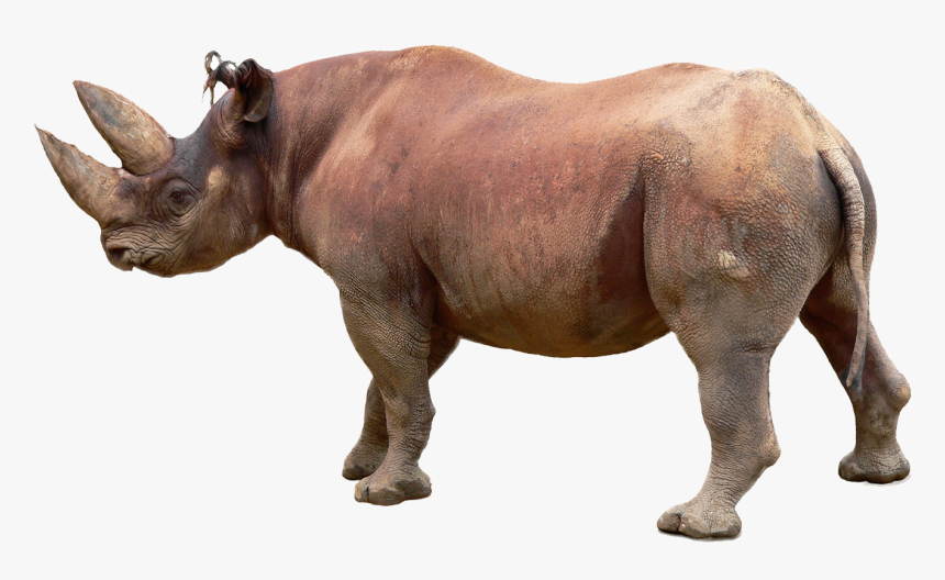 Rhino Png Image File - Black Rhino White Background, Transparent Png