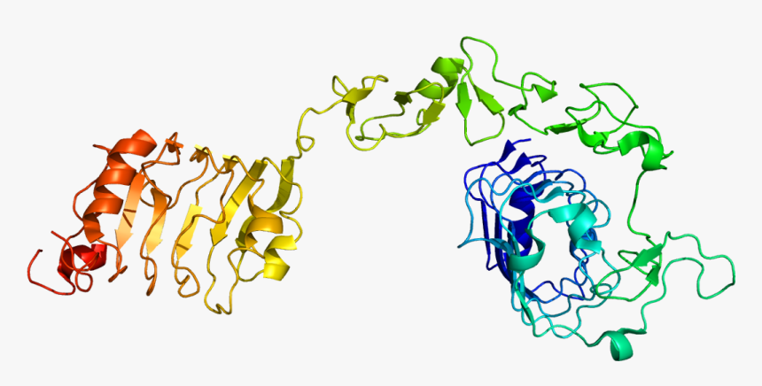 Protein Igf1r Pdb 1igr - Insulin Like Growth Factor 1 Receptor, HD Png Download