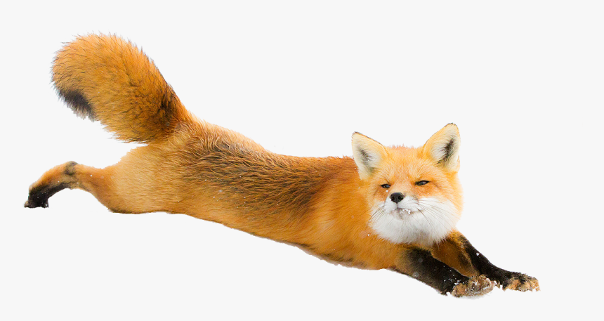 Red Fox Arctic Fox Dog Silver Fox - Red Fox Png, Transparent Png