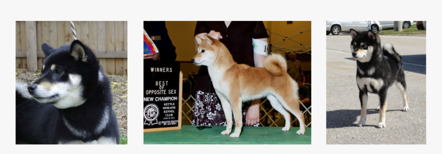 Picture - Hokkaido, HD Png Download