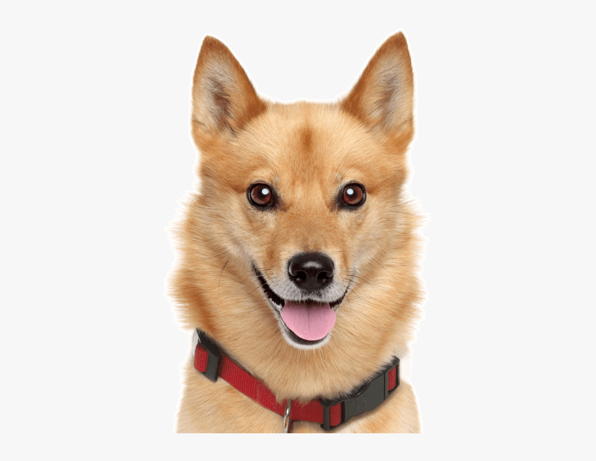 Basenji Puppies Dogs Finnish - Finnish Spitz Corgi Mix, HD Png Download
