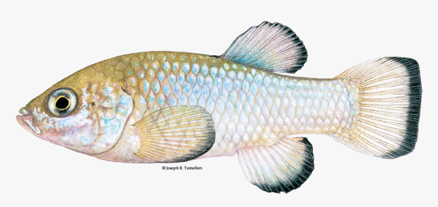 Illustration Of A Devils Hole Pupfish - Desert Pupfish Clipart, HD Png Download
