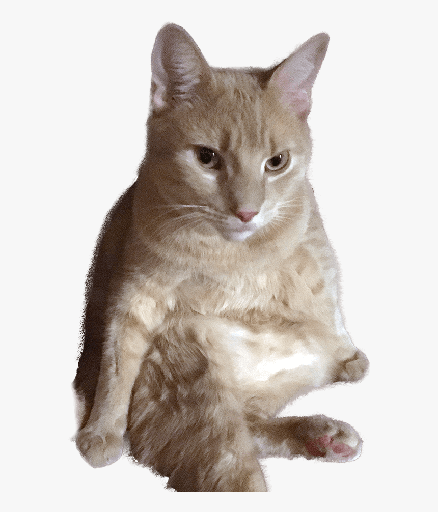 Rufus The Meowdel - Domestic Short-haired Cat, HD Png Download