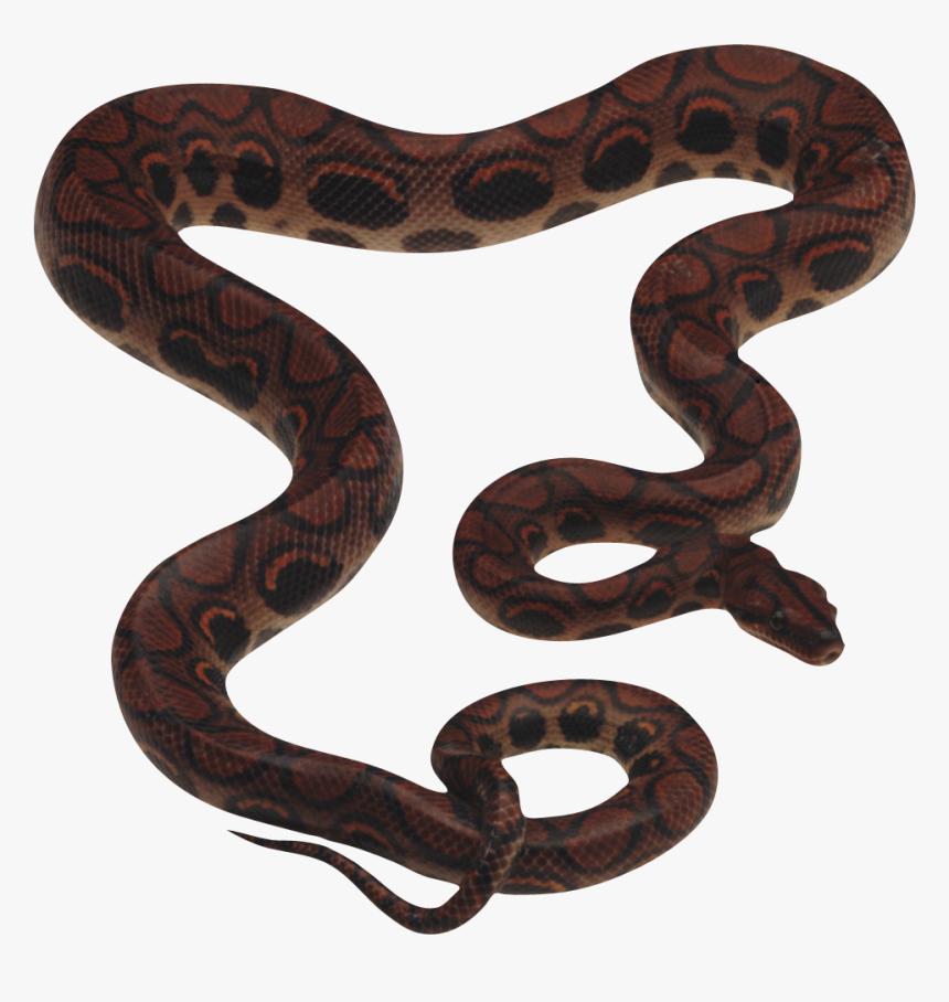 Vijay Mahar Snake Png, Transparent Png
