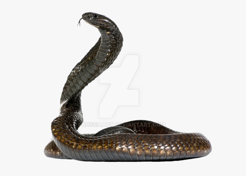 Snake Png Clipart - Snake With No Background, Transparent Png
