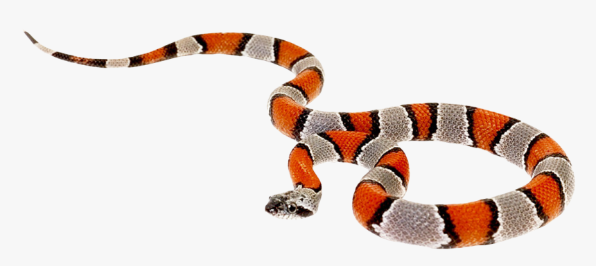 False Coral Snake Png , Png Download - Coral Snake No Background, Transparent Png