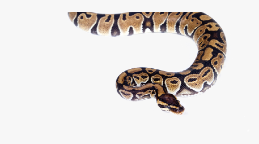 Snake In Water Png, Transparent Png
