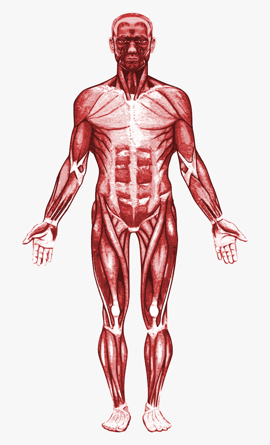 Transparent Muscular System Png, Png Download