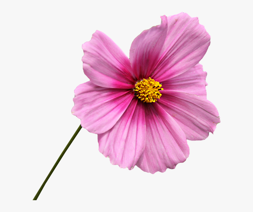 Png, Clipping, Flower, Graphics, Cosmos, Rose Petals - Pink Flower With Stem Png, Transparent Png