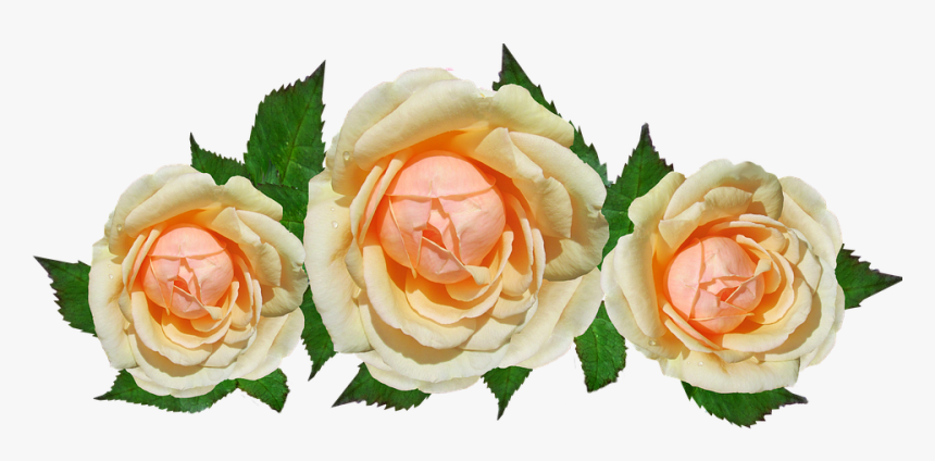 Transparent Rose Leaf Png - Garden Roses, Png Download