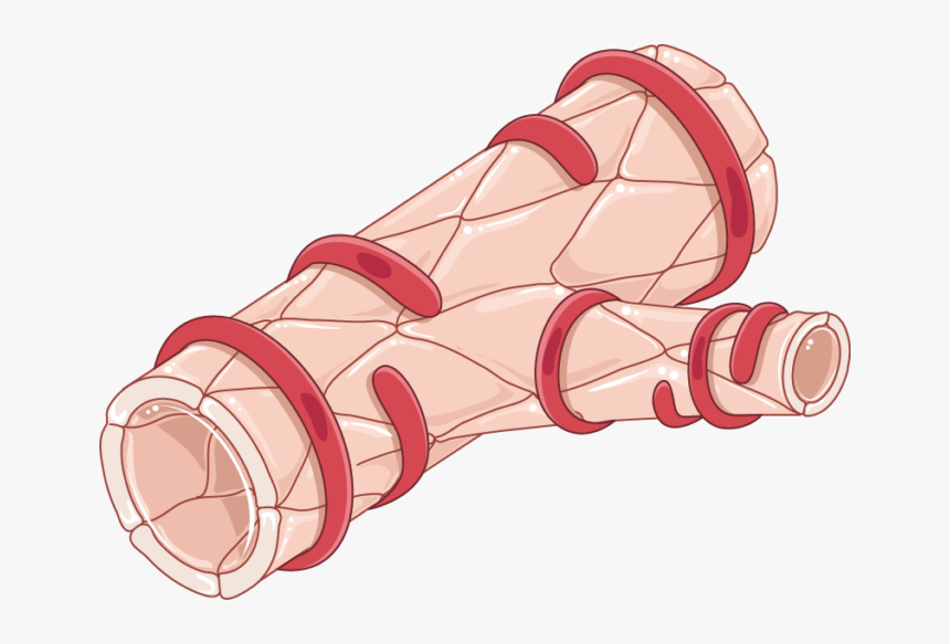 Smooth Muscle Cell In Arteriole, HD Png Download