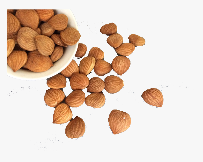 Hazelnut Clip Art - Hazelnut Png, Transparent Png