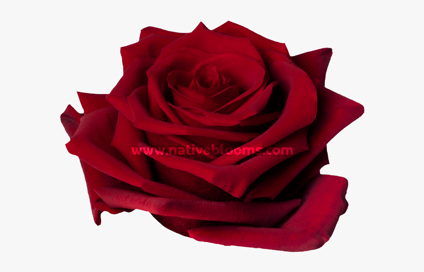 Floribunda, HD Png Download