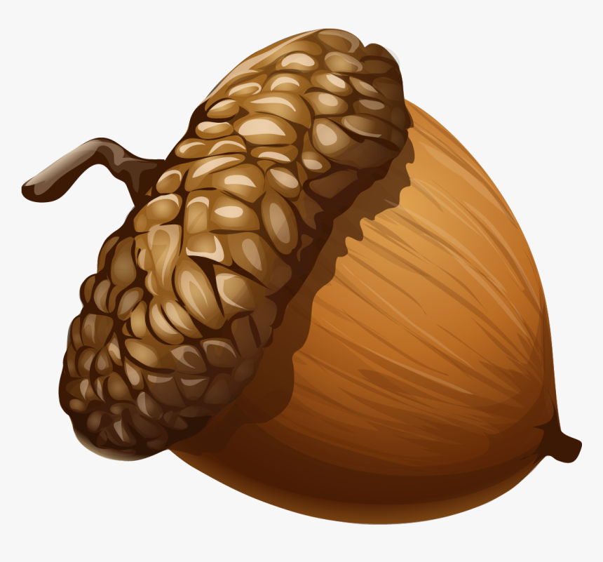Acorn Png Image - Acorn Png, Transparent Png
