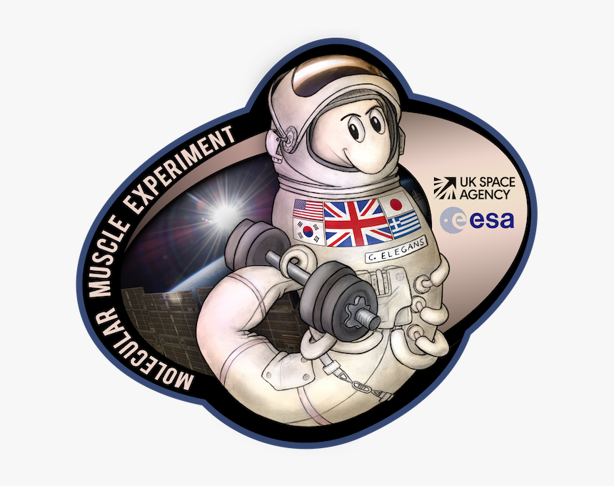 Worms In Space Logo - Worms In Space, HD Png Download