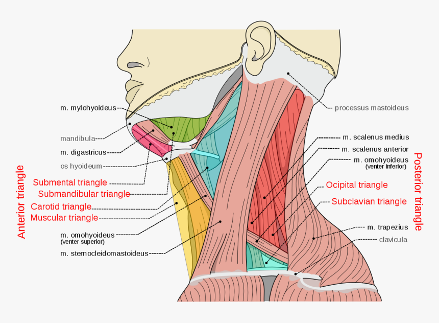 Neck Triangles, HD Png Download