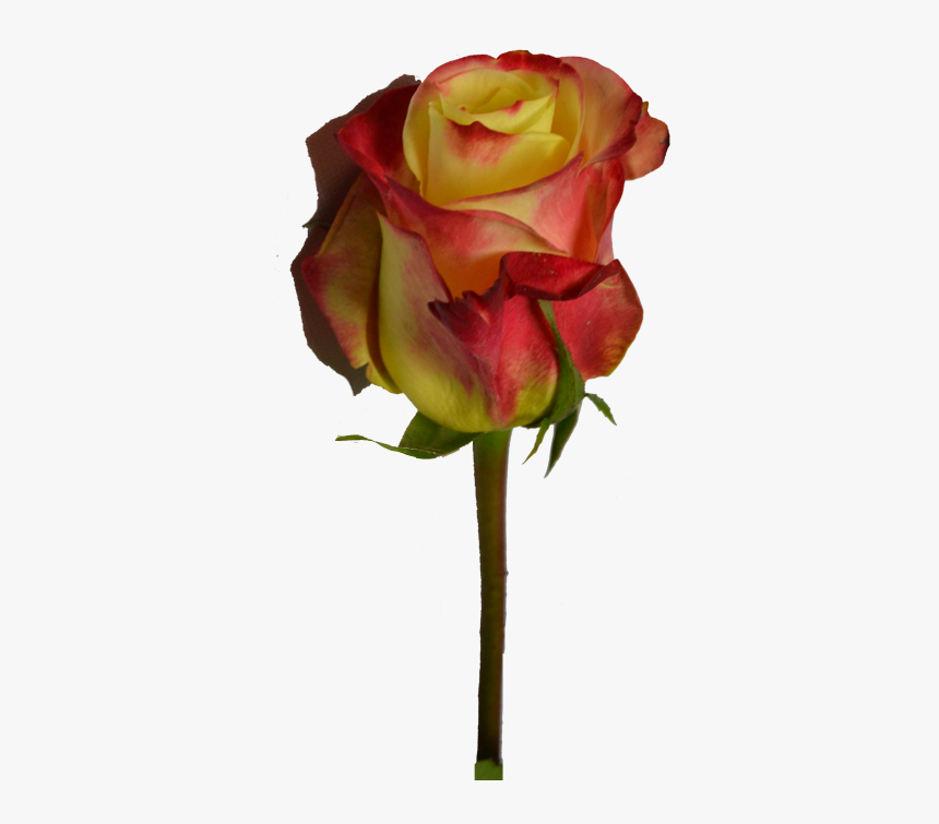 Floribunda, HD Png Download