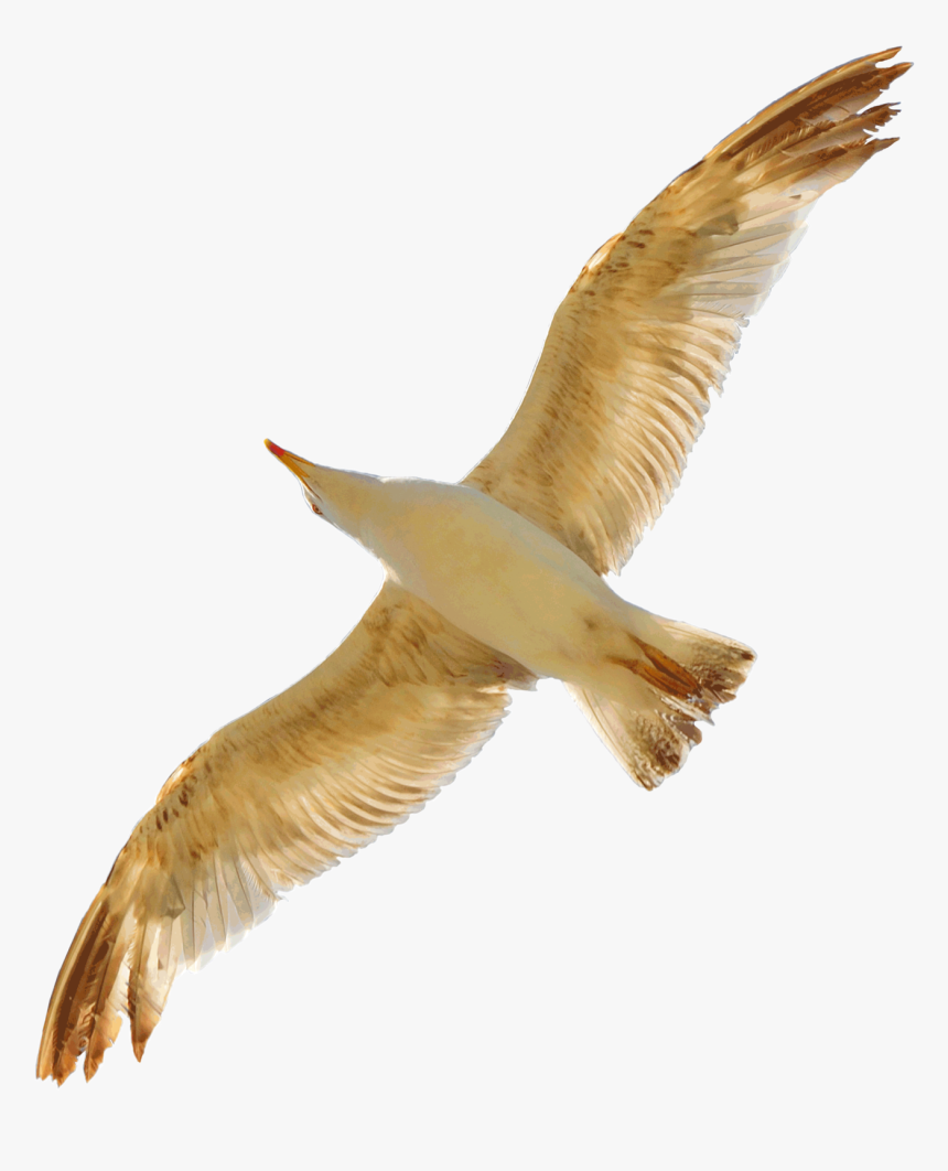 Seagull Png By Evelivesey - Portable Network Graphics, Transparent Png