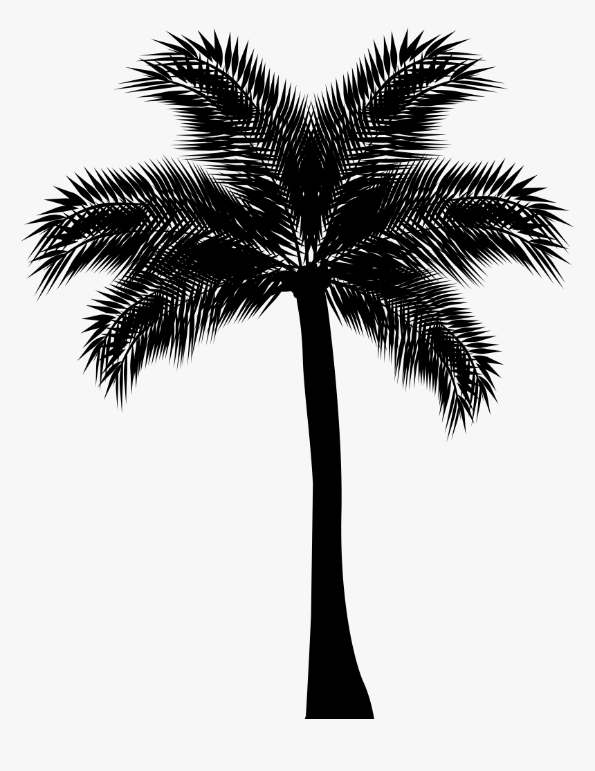 Asian Palmyra Palm Arecaceae Silhouette Clip Art, HD Png Download