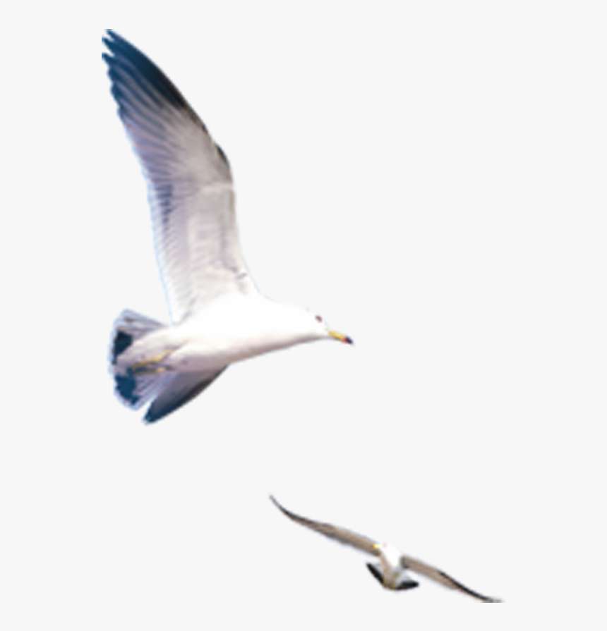 Seagull Png Download - Clip Art, Transparent Png