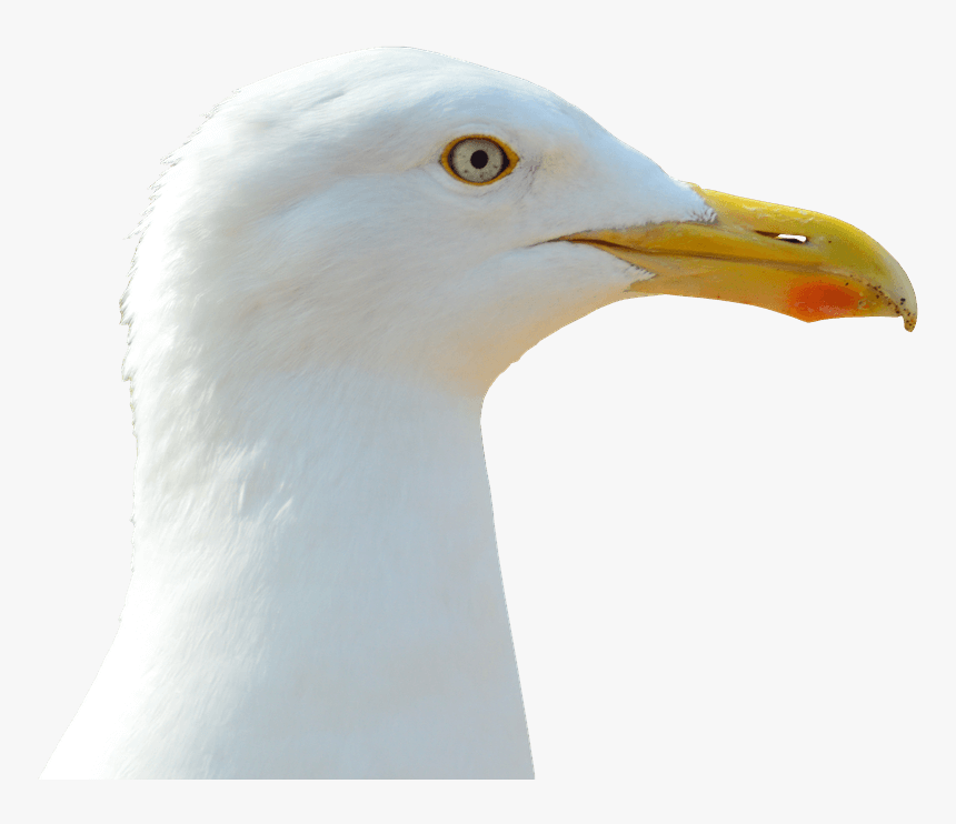 Seagull Transparent Png Image Free - Голова Чайки, Png Download