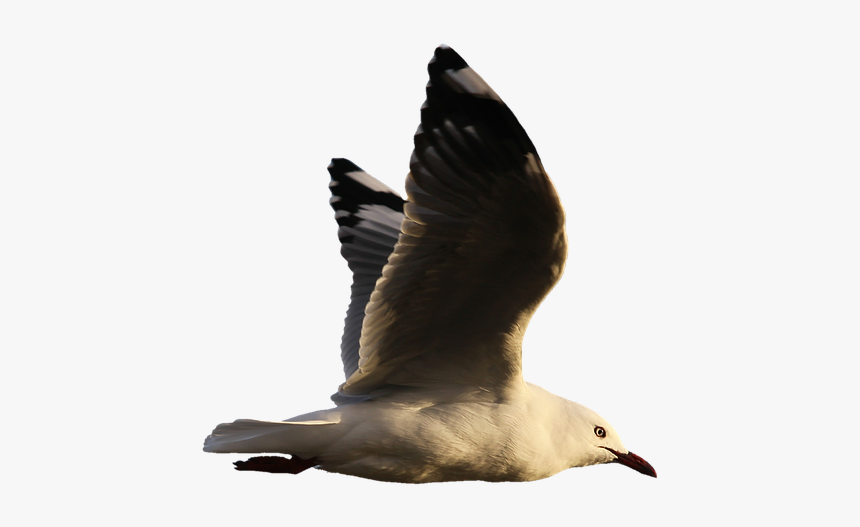 Seagull, Water Bird, Seevogel, Plumage, Wing, Feather - Aves En El Agua Png, Transparent Png