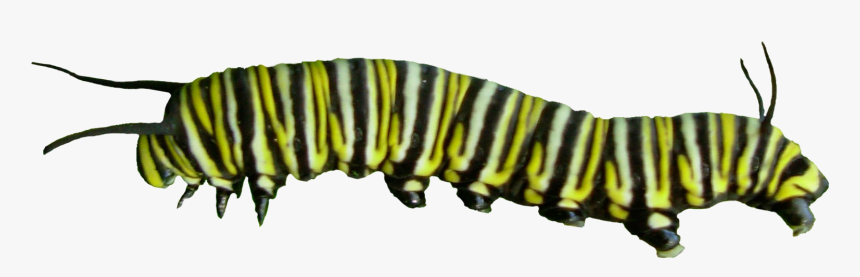 Caterpillar Png, Transparent Png