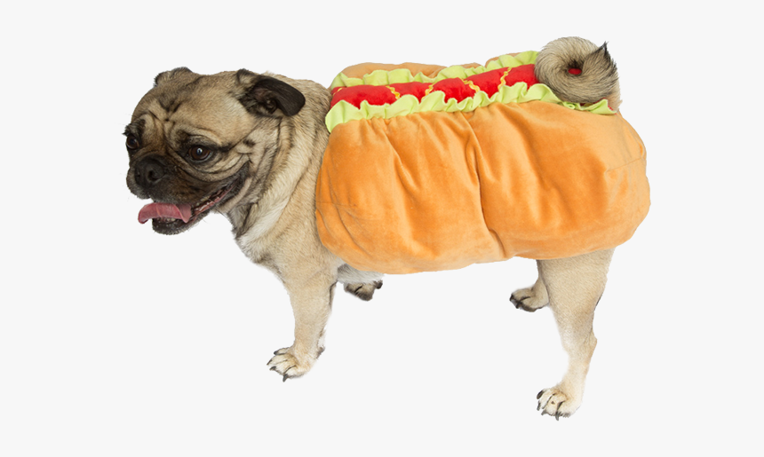 Wheres Waldo Halloween Costume X Weiner Dog Guy Ideas - Dog In Hotdog Costume Png, Transparent Png