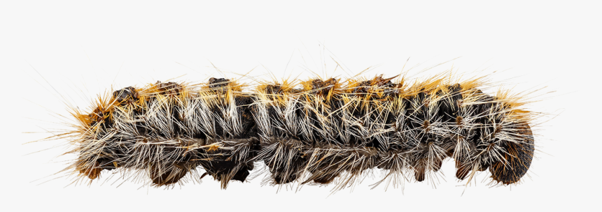 Caterpillar Png Hd - Processionary Caterpillar Png, Transparent Png